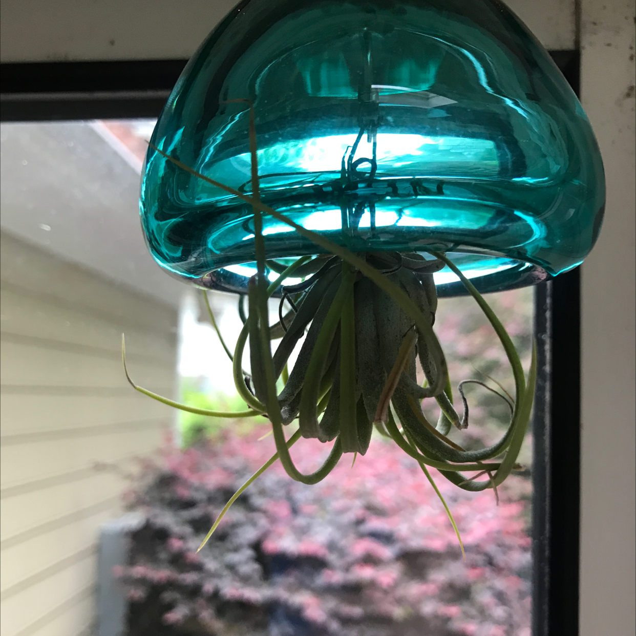 Medusa Head Air Plant plant photo by @JferLuvsConifers named Morton on Greg, the plant care app.