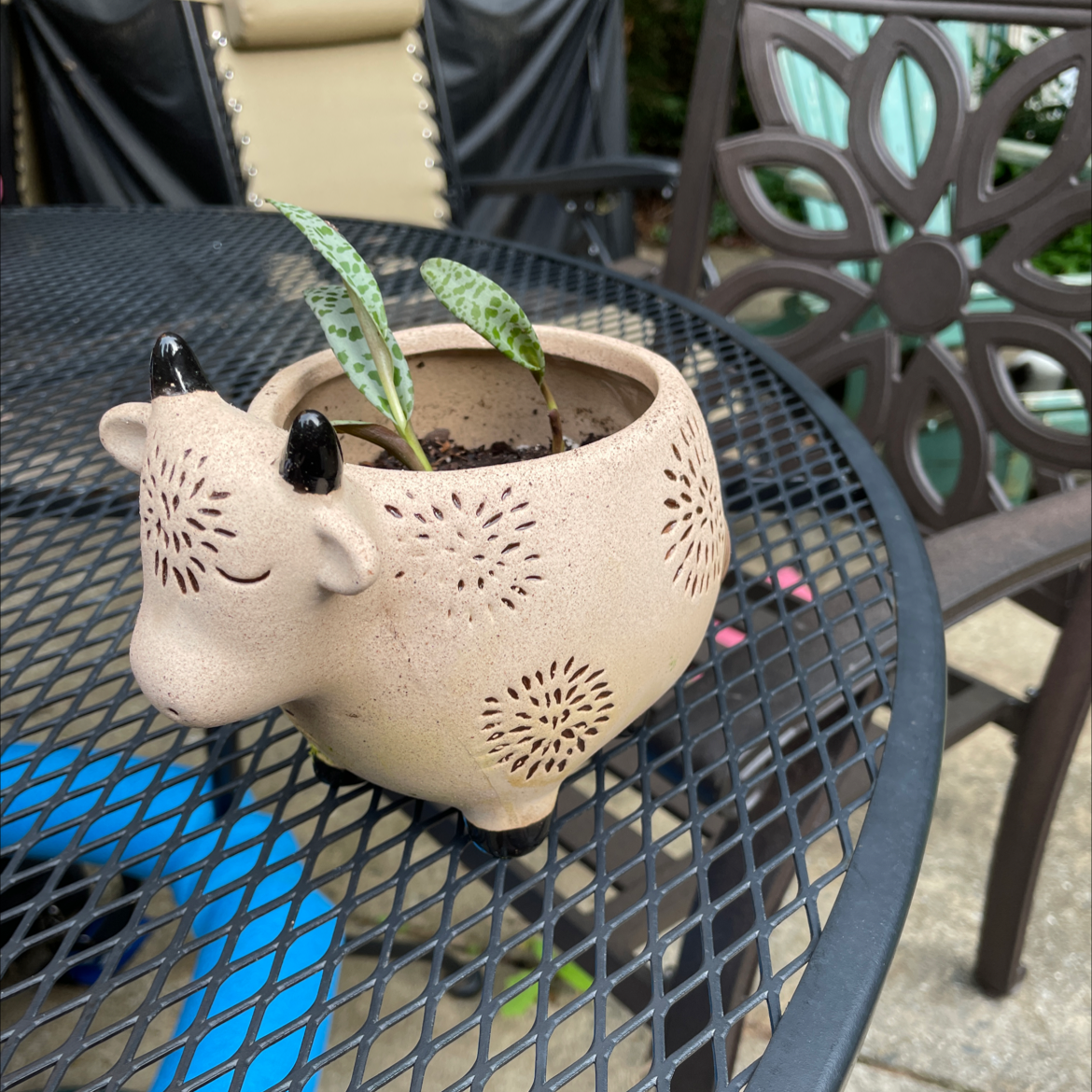 Photo of the plant species Silver Squill by @JferLuvsConifers named Boop on Greg, the plant care app