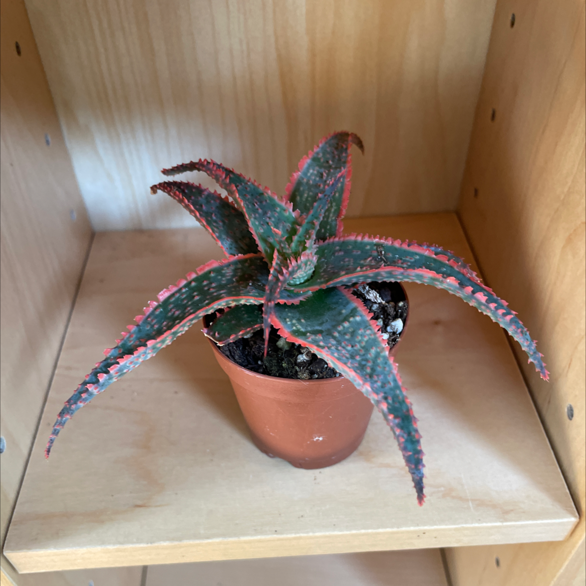 Broad-Leaved Aloe plant photo by @JferLuvsConifers named Carol on Greg, the plant care app.