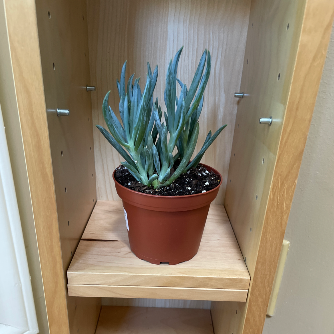 Narrow-Leaf Chalk Sticks plant photo by @JferLuvsConifers named Ariel on Greg, the plant care app.