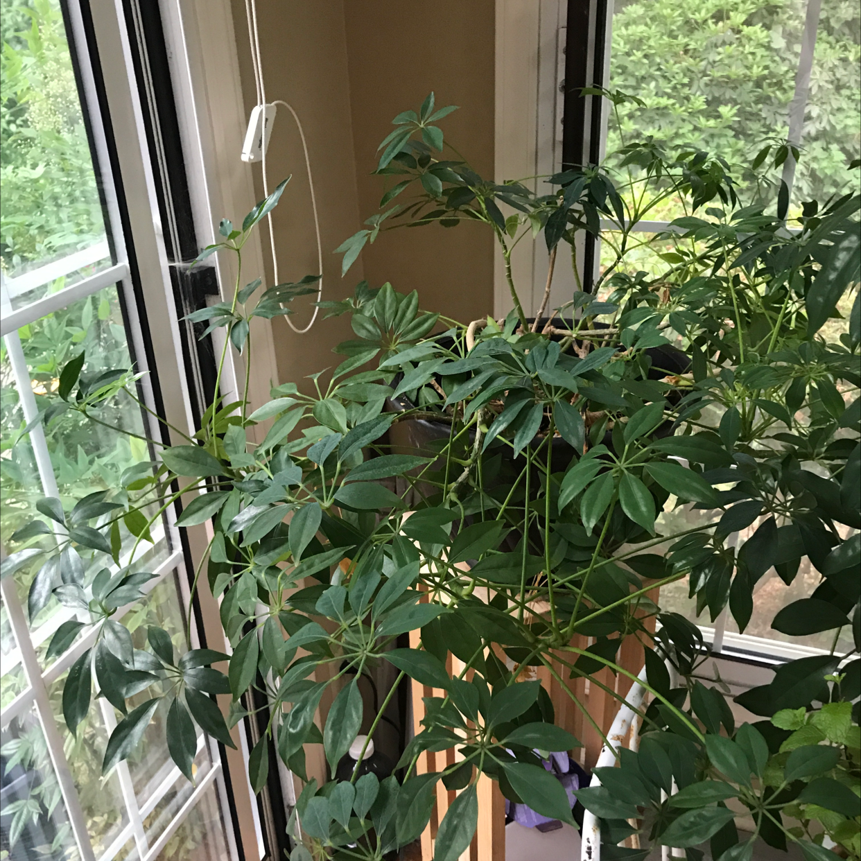 Dwarf Umbrella Tree plant photo by @JferLuvsConifers named Pax on Greg, the plant care app.