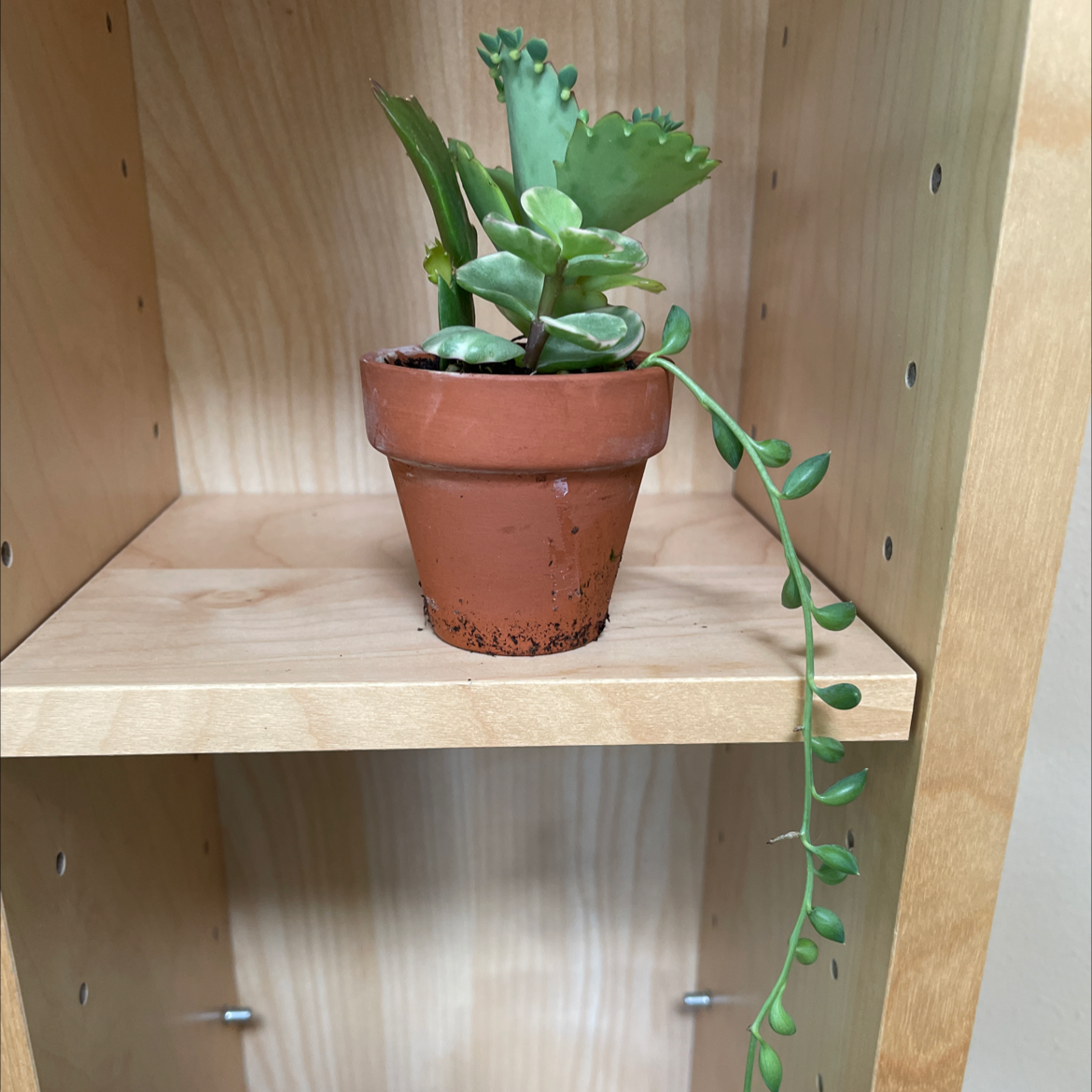 String of Bananas plant photo by @JferLuvsConifers named Mother Ginger on Greg, the plant care app.