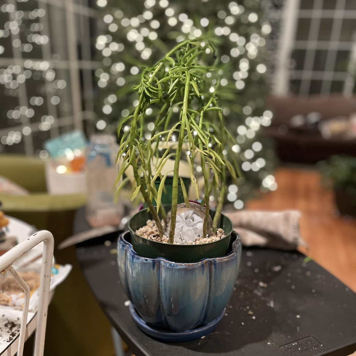 Pincushion Peperomia plant photo by @JferLuvsConifers named Rosa on Greg, the plant care app.