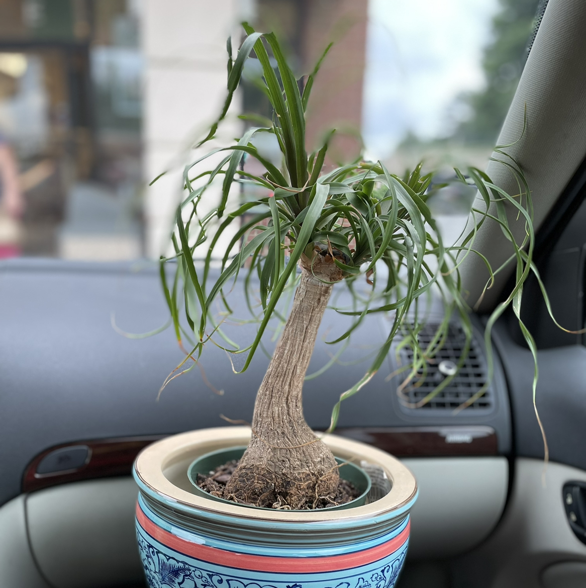 Photo of the plant species Ponytail Palm by @JferLuvsConifers named Jeannie on Greg, the plant care app