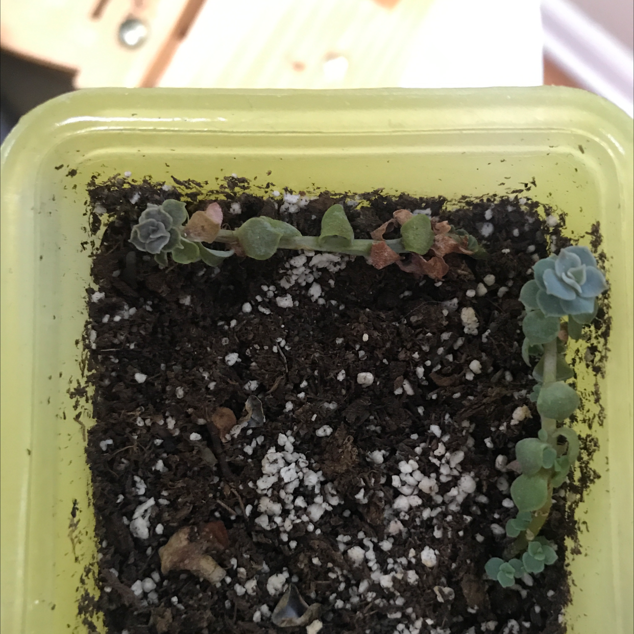 String of Buttons plant photo by @JferLuvsConifers named Robert Plant on Greg, the plant care app.