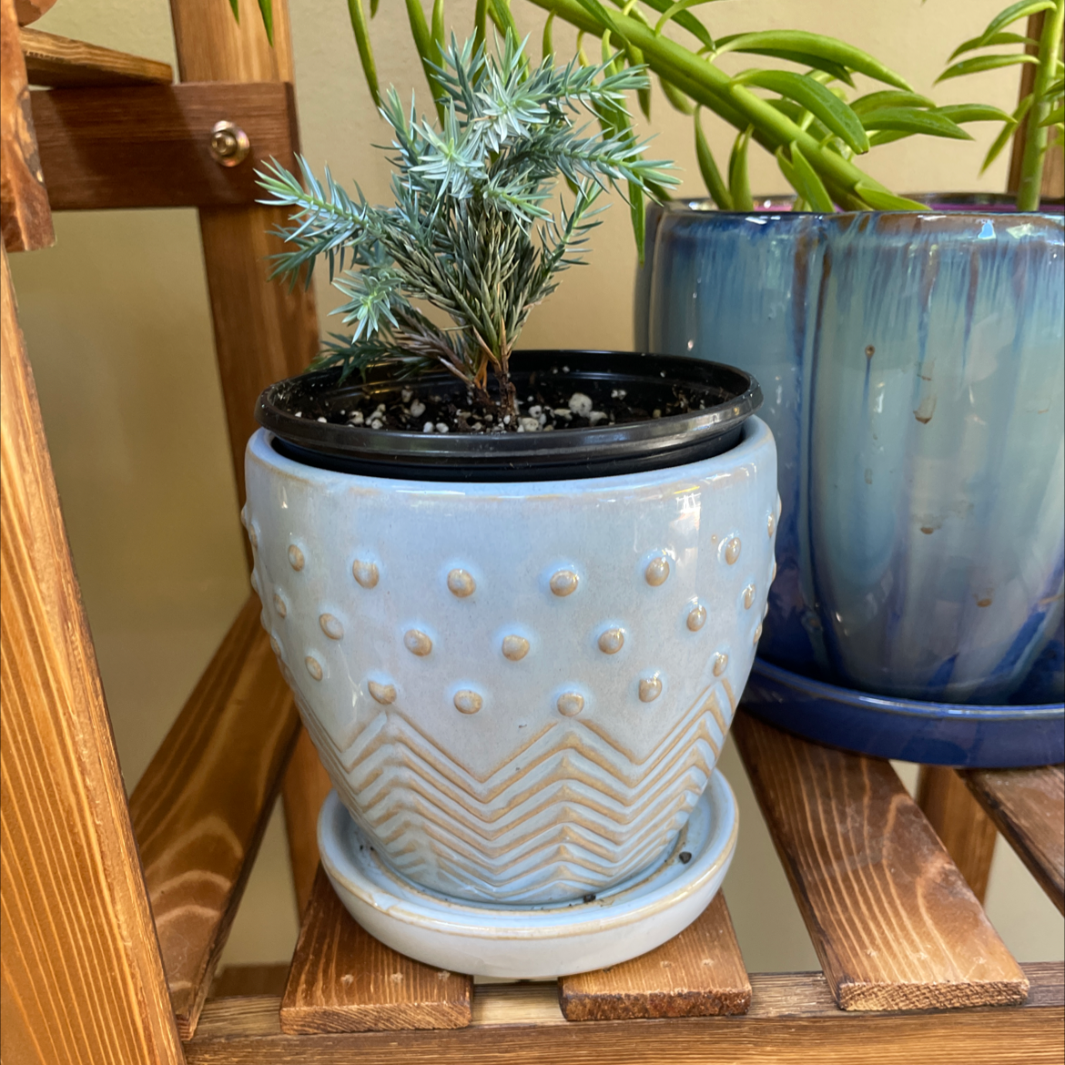 American Juniper plant photo by @JferLuvsConifers named Buckaroo on Greg, the plant care app.