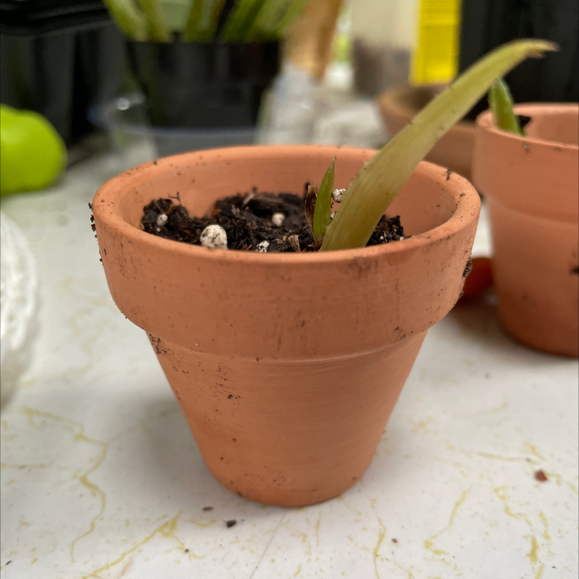 Aloe vera plant photo by @JferLuvsConifers named ‘Ello Vera on Greg, the plant care app.