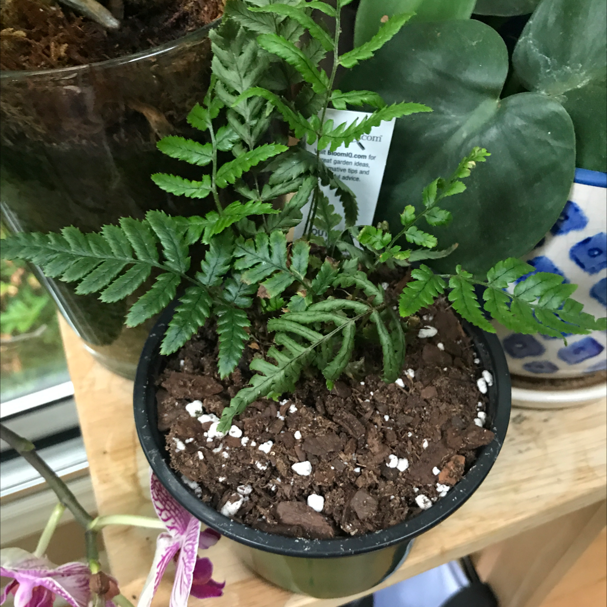 Boston Fern plant photo by @JferLuvsConifers named Hamilton on Greg, the plant care app.