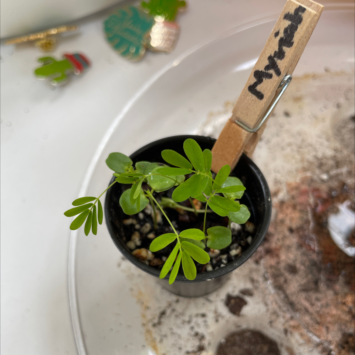 Small potted Silk Tree plant with green leaves, labeled with a clothespin.