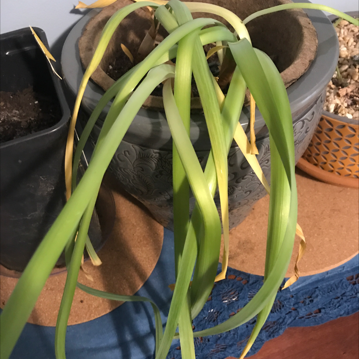 Paperwhite plant with yellowing and browning leaves in a pot. Soil is partially visible.