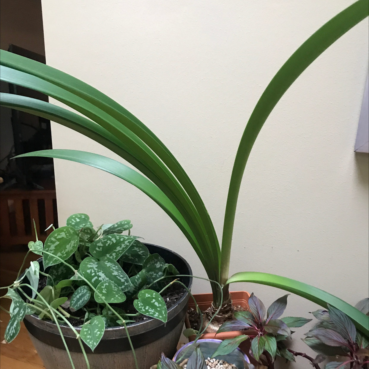 Barbosa Lily plant photo by @JferLuvsConifers named Daphne on Greg, the plant care app.