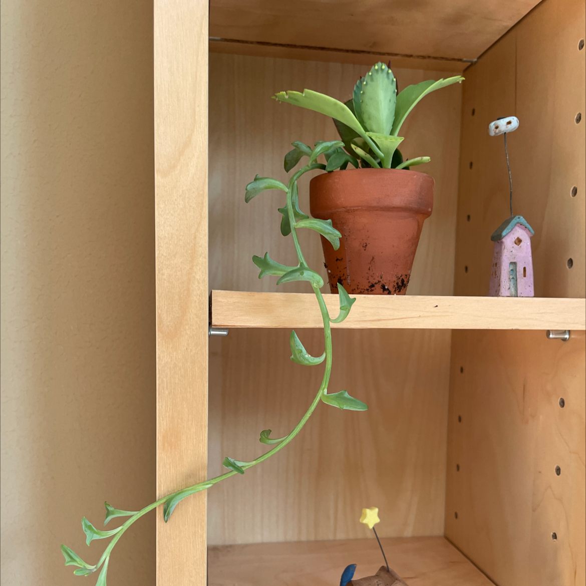 Candle Plant plant photo by @JferLuvsConifers named Rapunzel on Greg, the plant care app.
