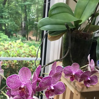 Early-Purple Orchid plant in Greensboro, North Carolina
