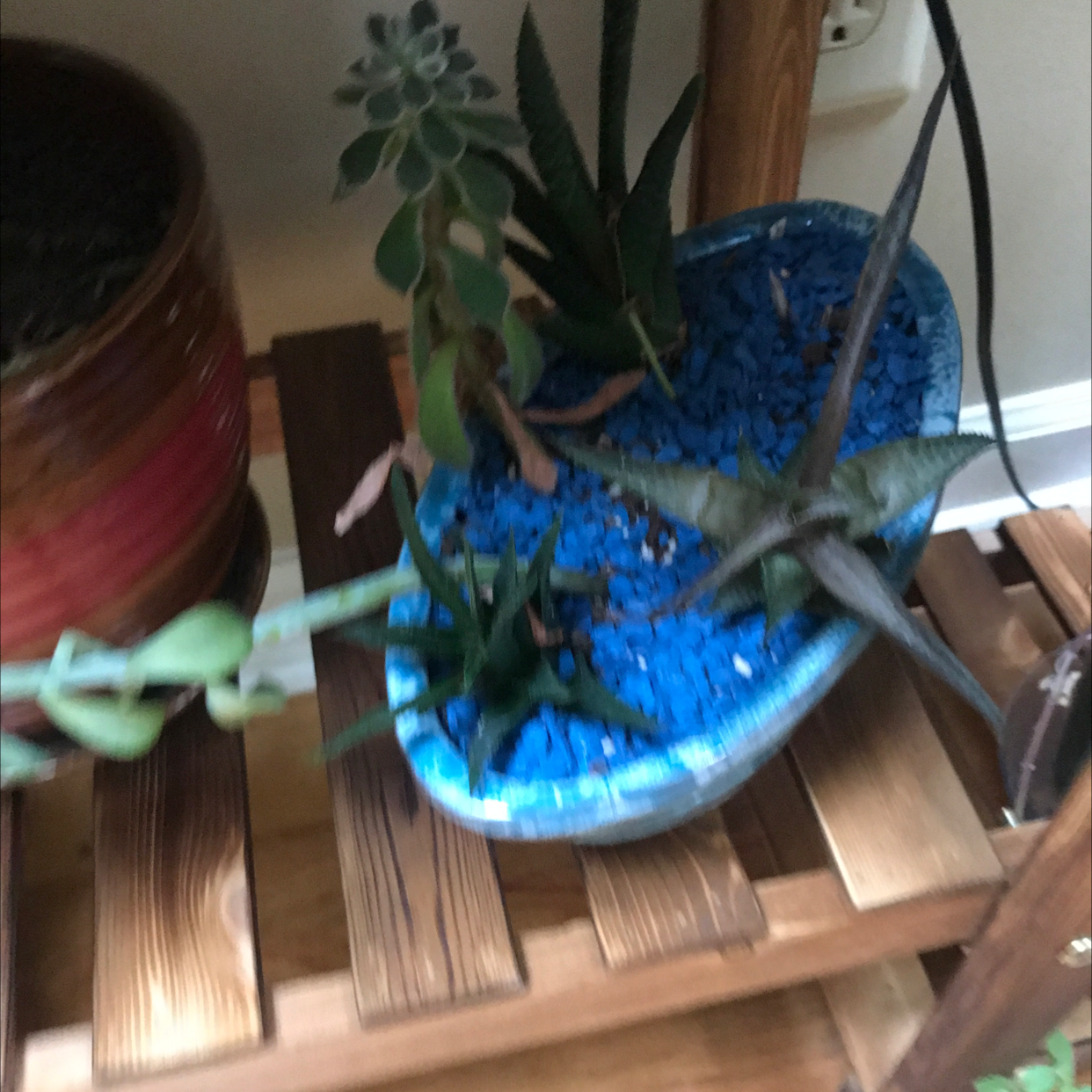 Mother of Millions plant photo by @JferLuvsConifers named Harry Complex on Greg, the plant care app.