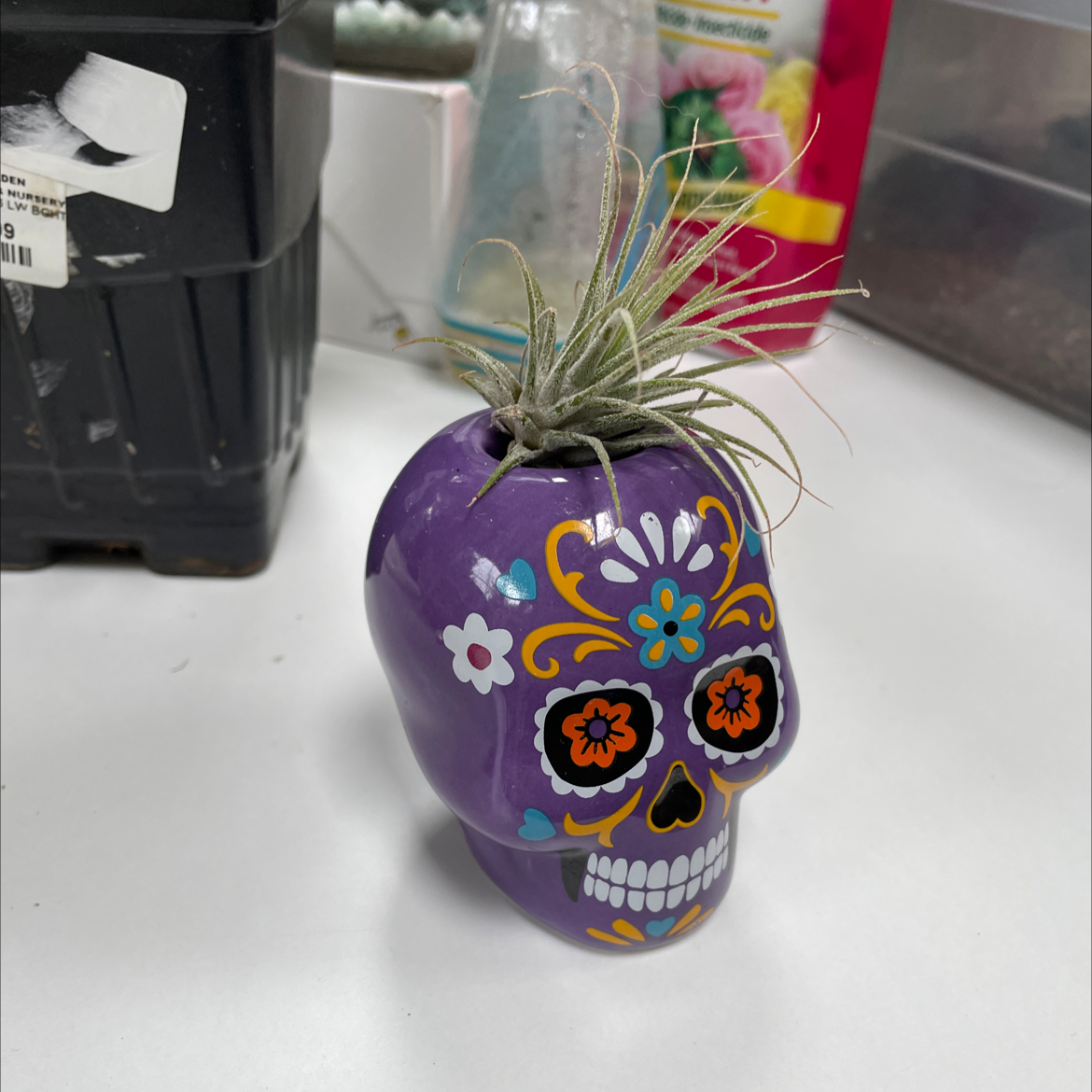 Small Ballmoss plant in a decorative skull-shaped pot, healthy appearance.