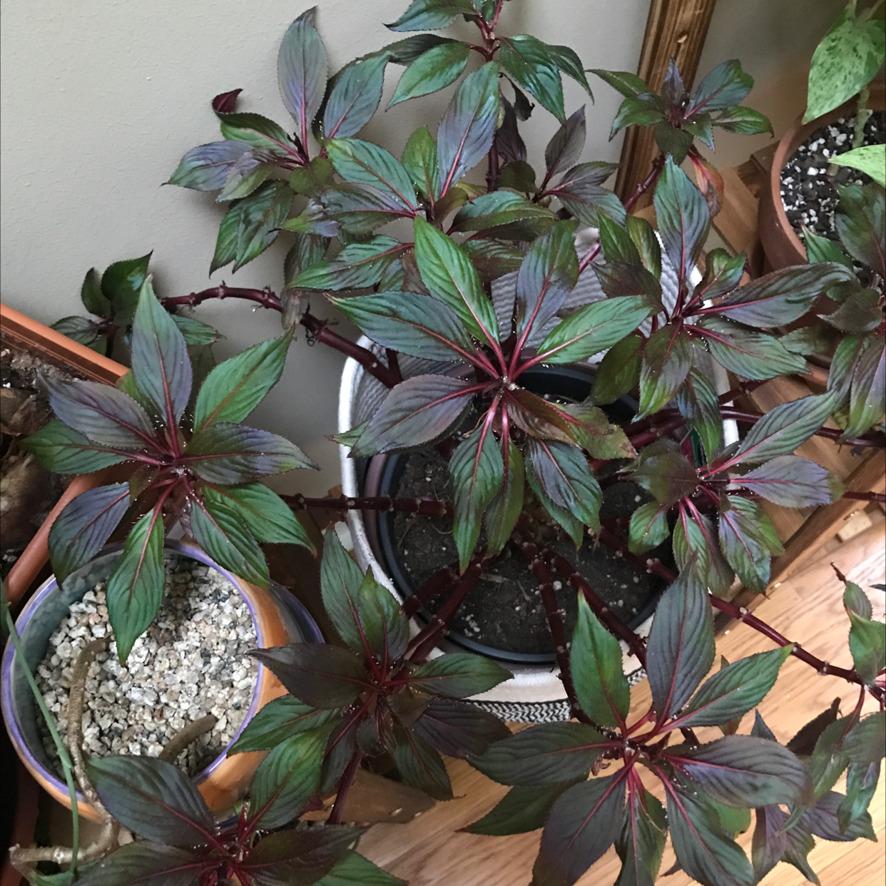 New Guinea Impatiens plant photo by @JferLuvsConifers named Dramatic Droopy Drawers on Greg, the plant care app.