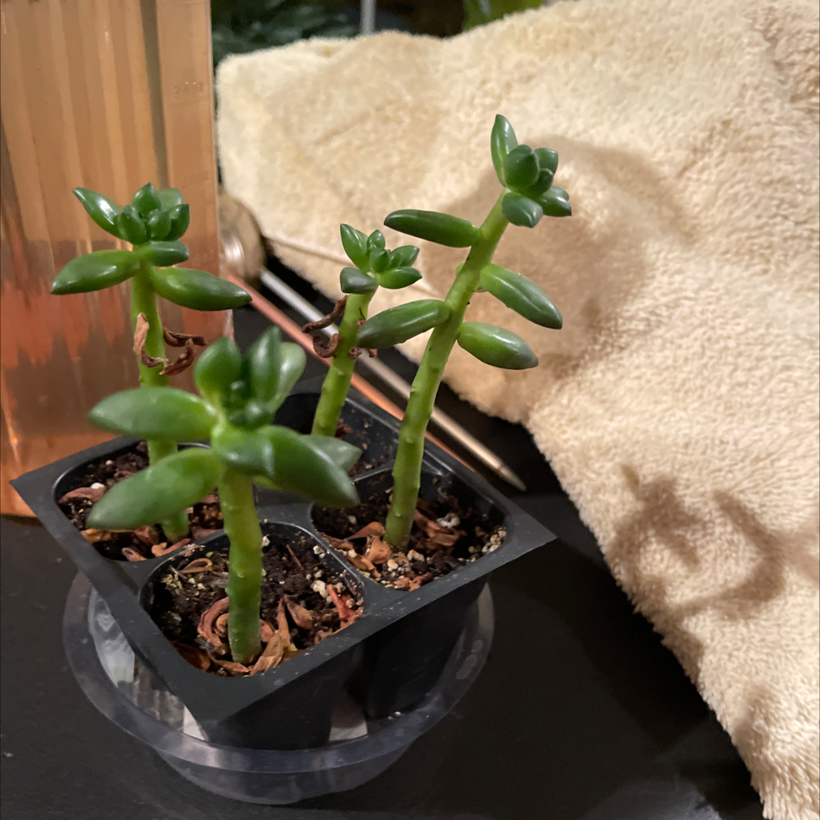 Jelly Bean Plant plant photo by @JferLuvsConifers named Samantha, Miranda, Charlotte, & Carrie on Greg, the plant care app.