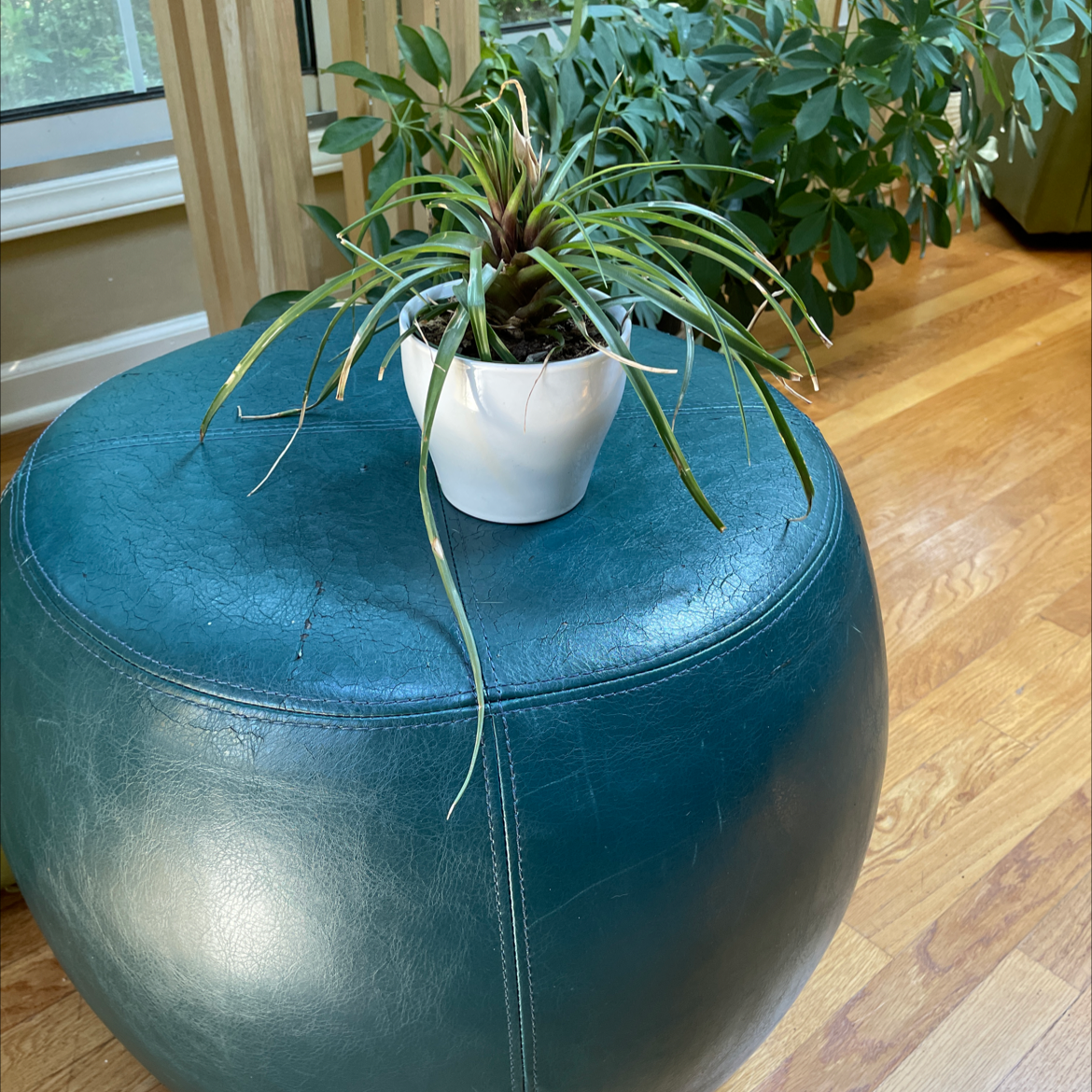 Pink Quill Plant in a white pot on a blue ottoman, with another plant in the background.