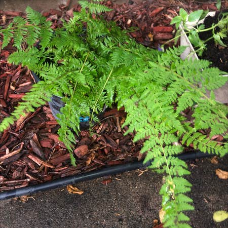 Photo of the plant species Common Ladyfern by @Spookyplants named Arson on Greg, the plant care app