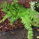 Calculate water needs of Common Ladyfern