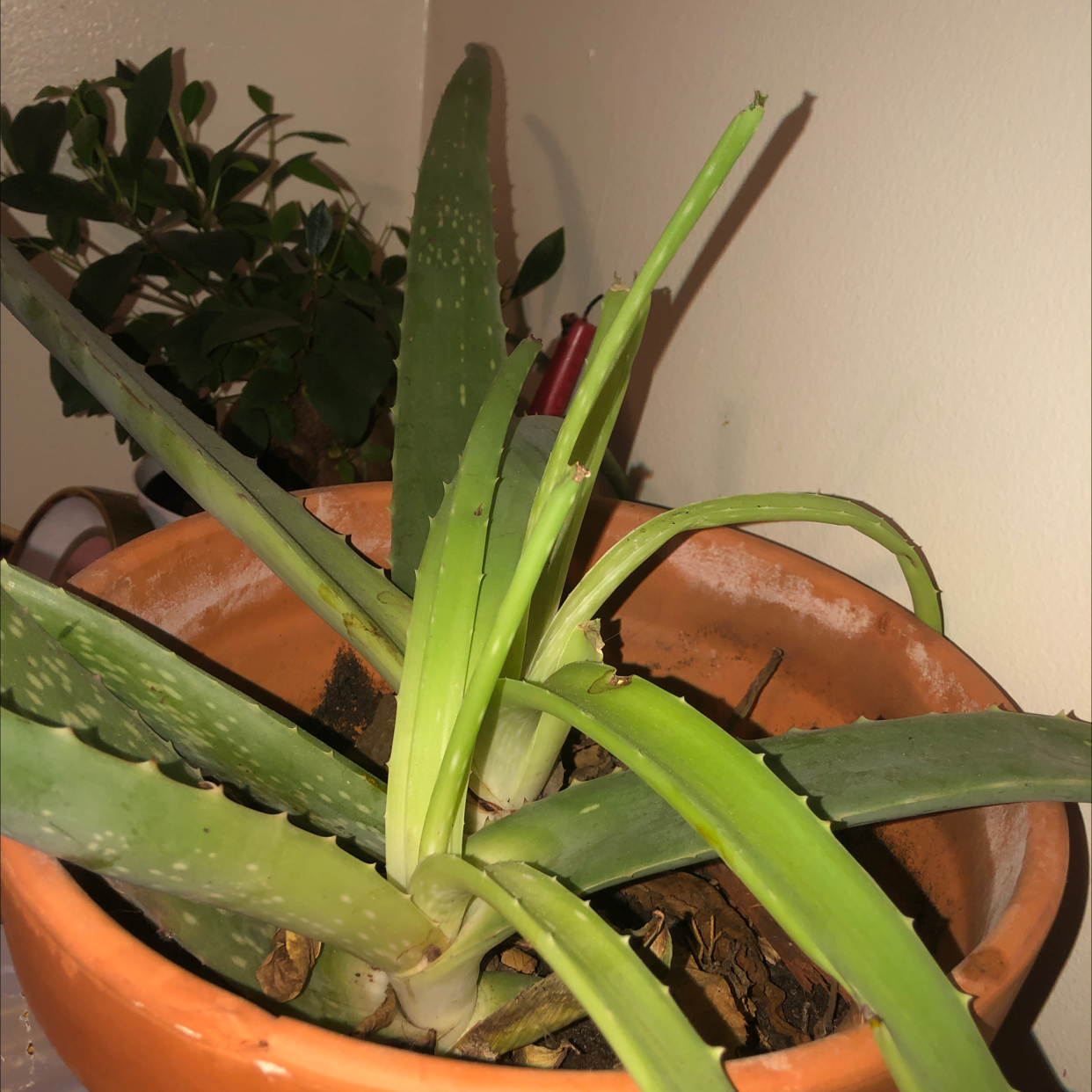 Aloe vera plant photo by @Spookyplants named Sadass Aloe on Greg, the plant care app.