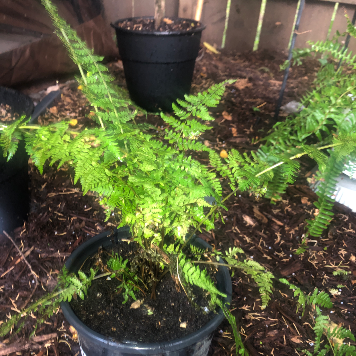Photo of the plant species Common Ladyfern by @Spookyplants named Felony on Greg, the plant care app