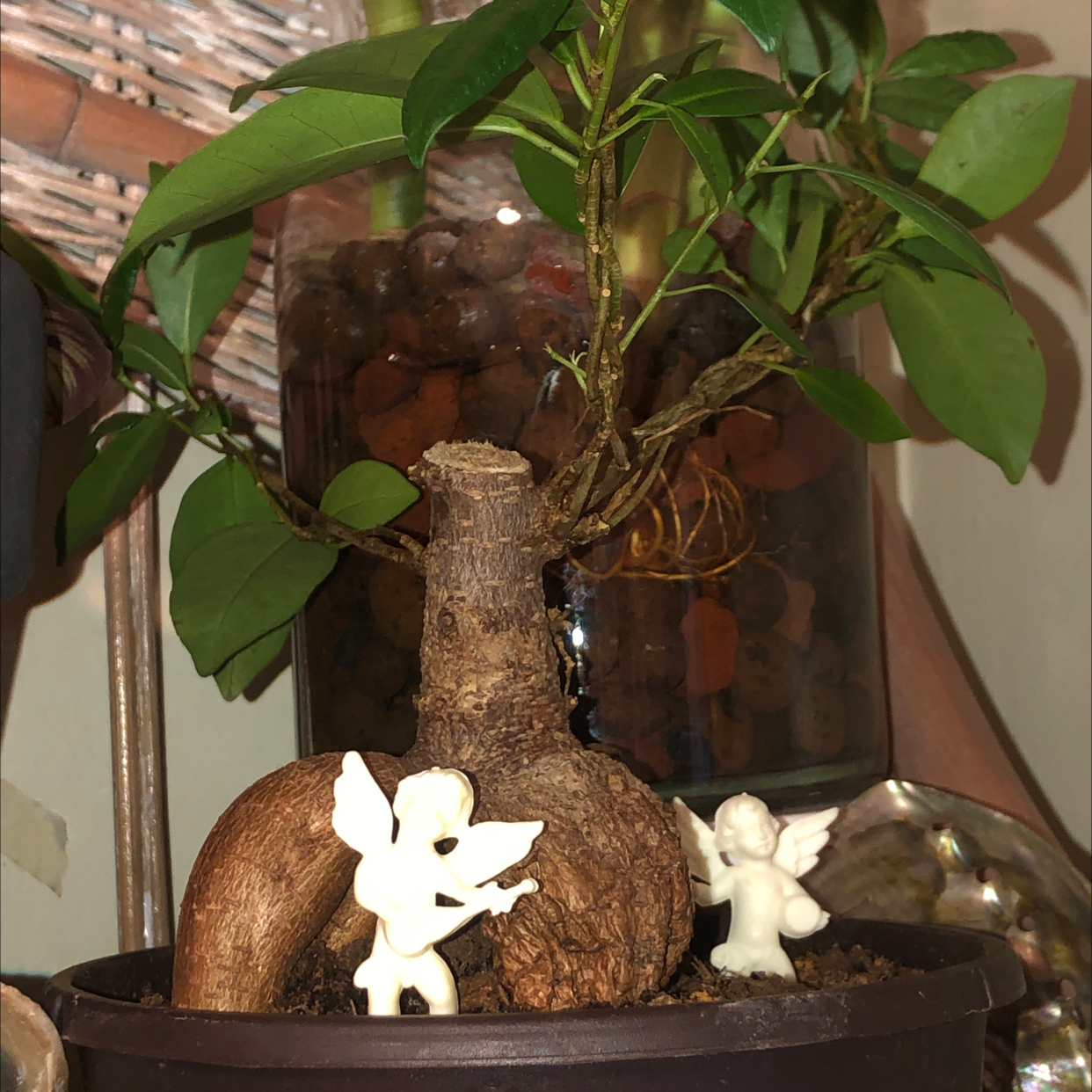 Ficus Ginseng plant photo by @Spookyplants named Babi Bonzai on Greg, the plant care app.