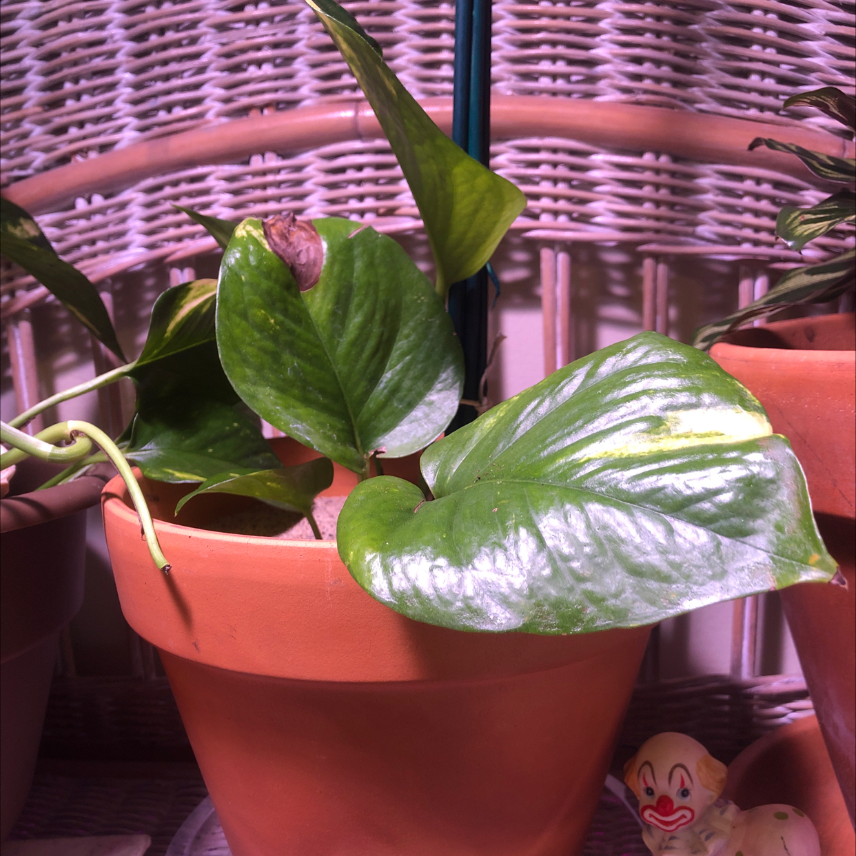 Taro Vine plant photo by @Spookyplants named Lucy Vine on Greg, the plant care app.