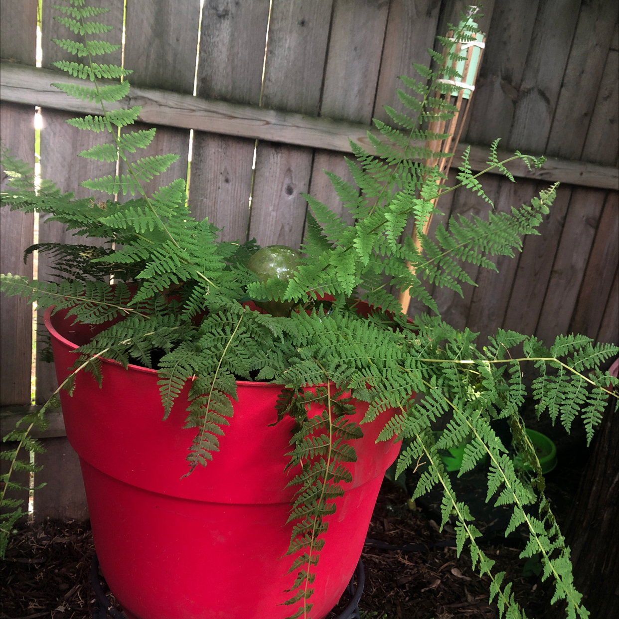 Photo of the plant species Common Ladyfern by @Spookyplants named Levern on Greg, the plant care app