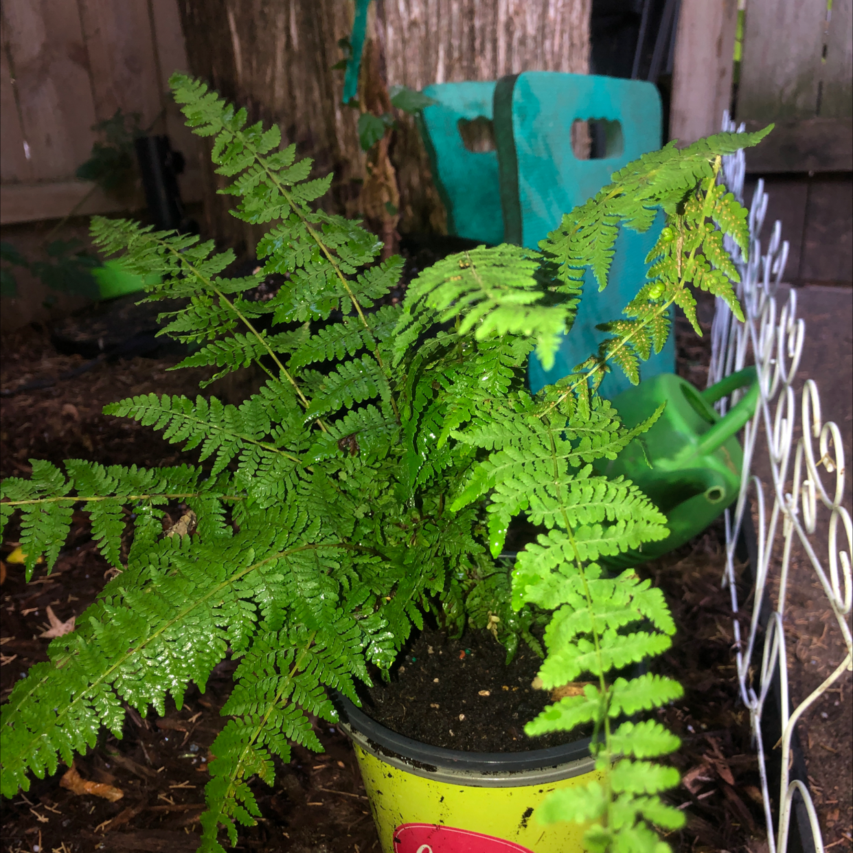 Photo of the plant species Common Ladyfern by @Spookyplants named Misdemenor on Greg, the plant care app