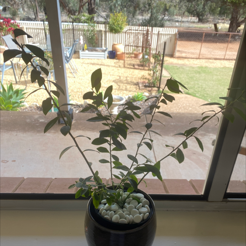 Photo of the plant species American Blueberry by Abbey named Ryan on Greg, the plant care app