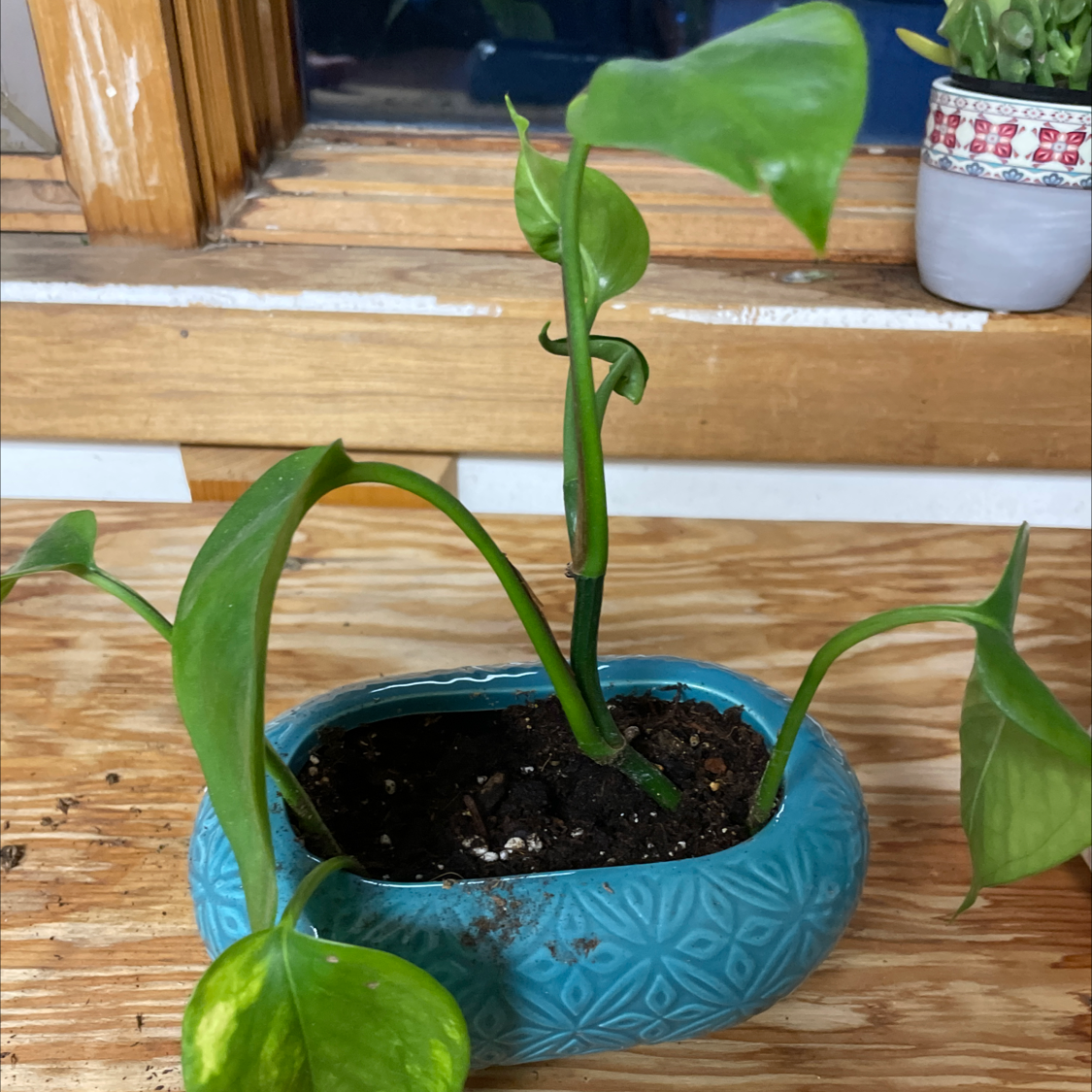 Taro Vine plant photo by @amygracelorraine named luna on Greg, the plant care app.