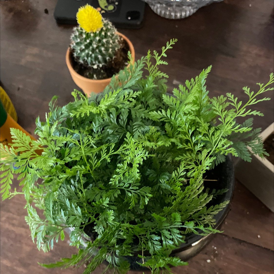 Photo of the plant species Parsley Fern by @amygracelorraine named huckeuberry fern on Greg, the plant care app