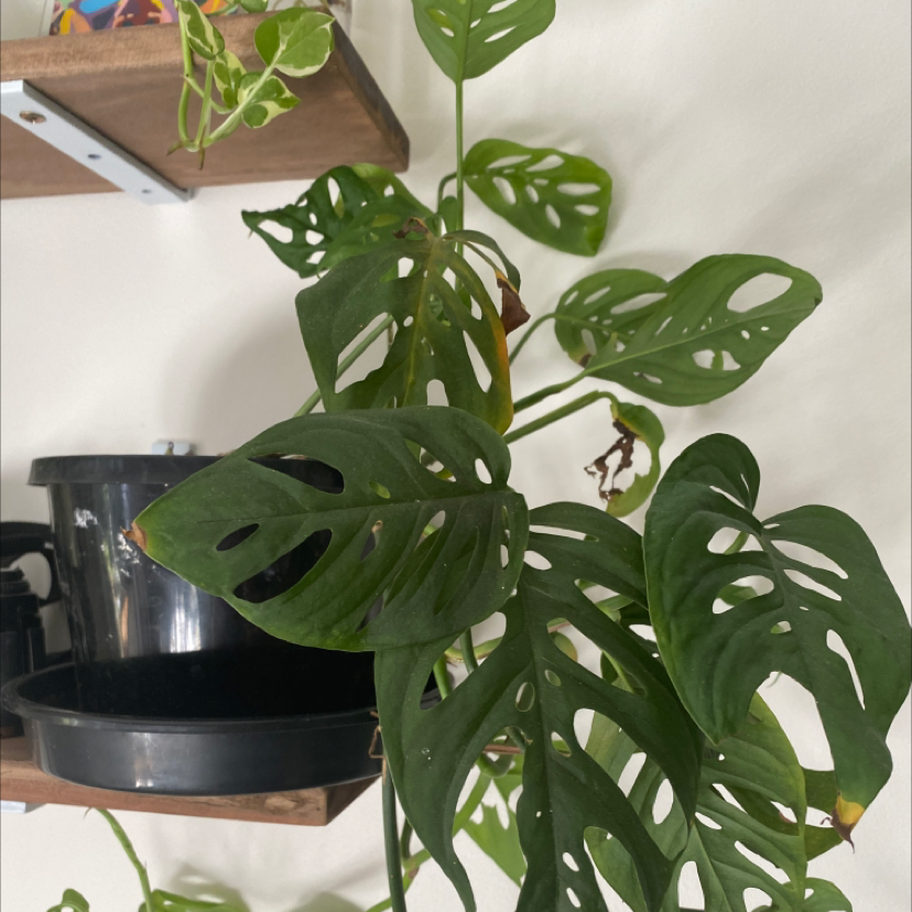 Photo of the plant species Swiss Cheese Plant by Claire named Swissy on Greg, the plant care app