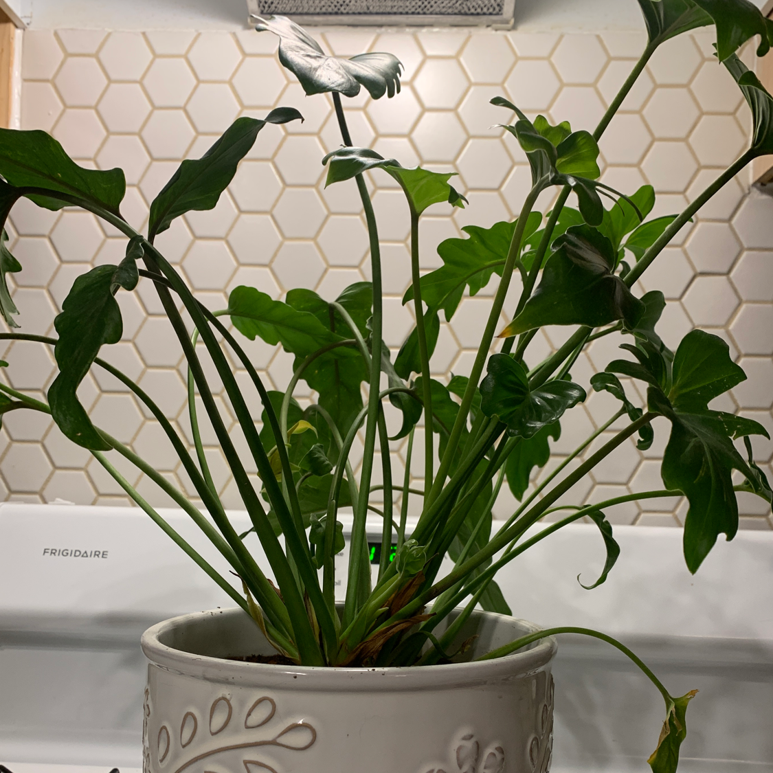 Philodendron Xanadu plant photo by Heather named Athena on Greg, the plant care app.