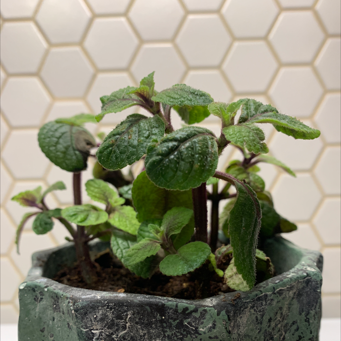 Speckled Spur Flower plant in a pot with green leaves against a tiled wall.