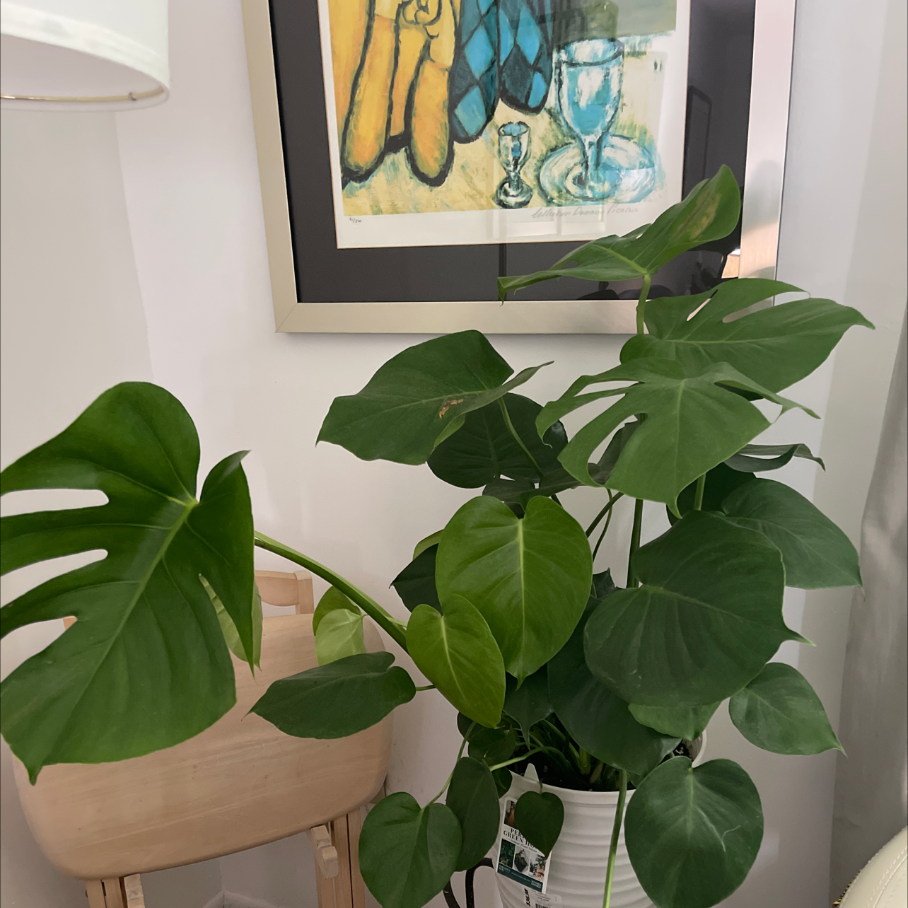 Monstera plant photo by Marcia named Fernie Saunders on Greg, the plant care app.