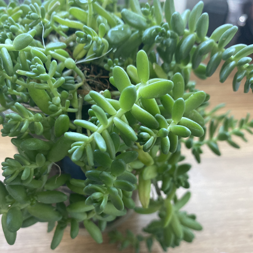 Jelly Bean Plant plant photo by @Joy.plant named Dalilah on Greg, the plant care app.