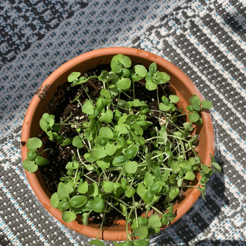 Potted Common Chickweed plant with healthy green leaves.