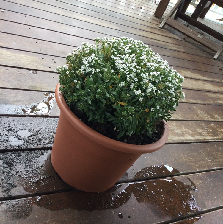A potted sweet alyssum plant with abundant white flowers held in hands on a wooden deck, appearing very healthy and robust.