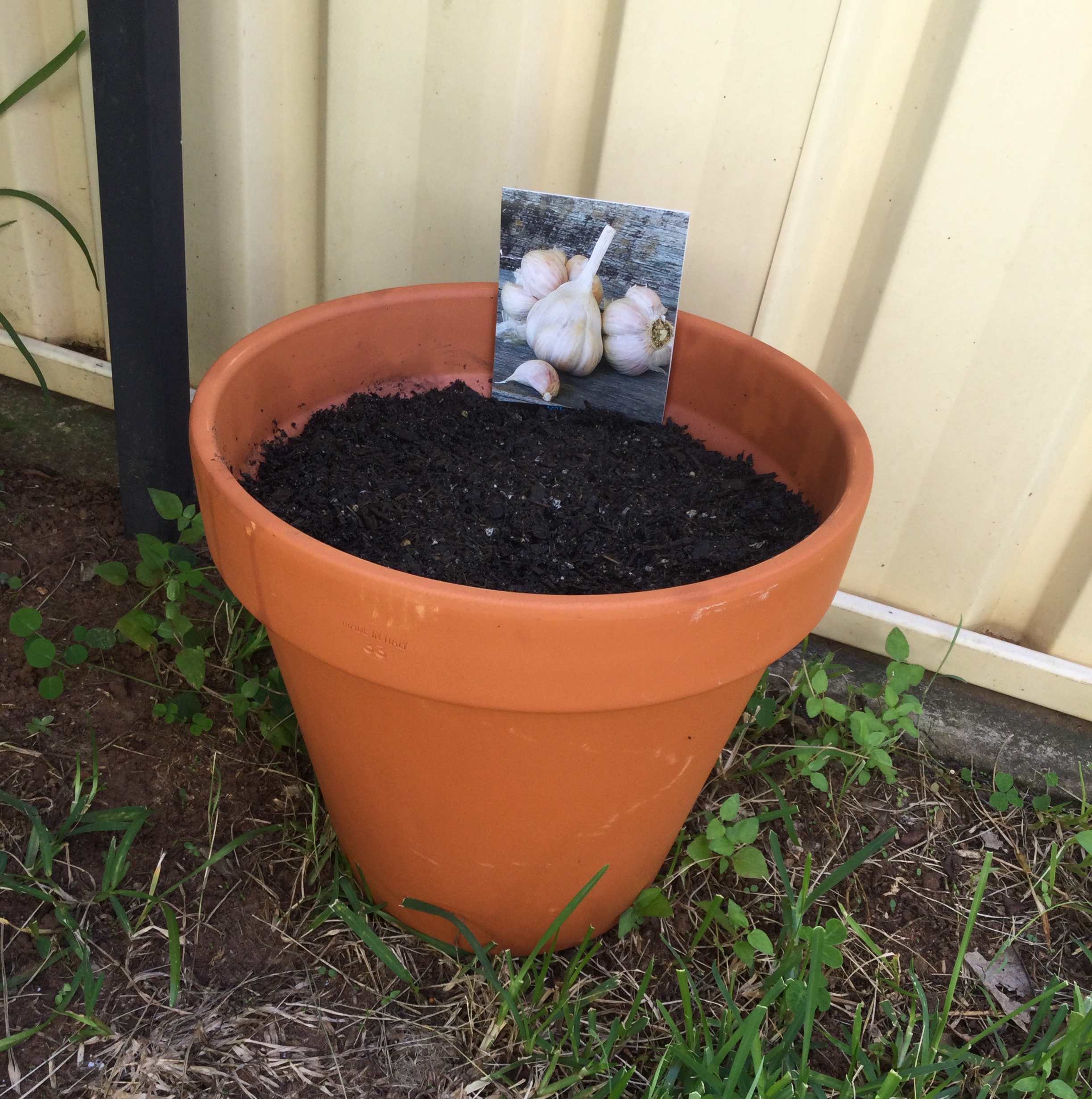 Potted soil with a picture of garlic indicating the intended plant species.