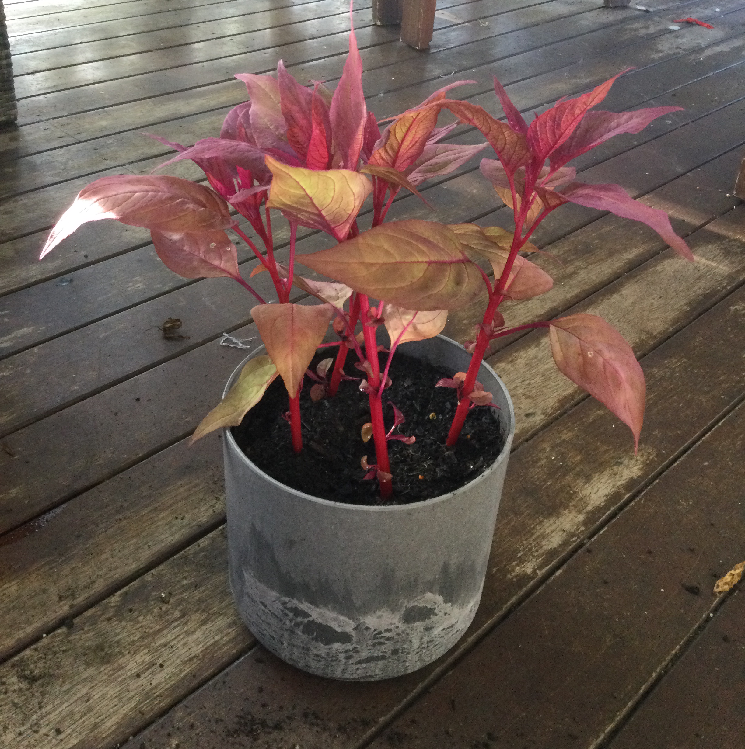🐉 Why Are My Dragon's Breath Celosia Leaves Mushy?