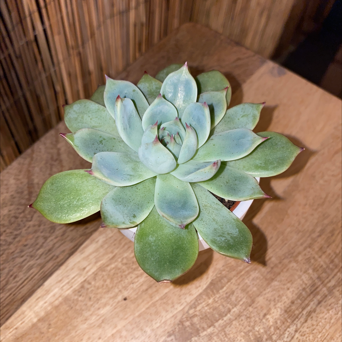 A well-centered Mexican Firecracker succulent with some browning at the leaf tips.