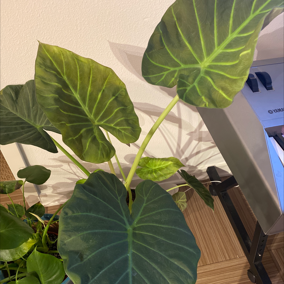 Image of a healthy Taro plant with large green leaves.