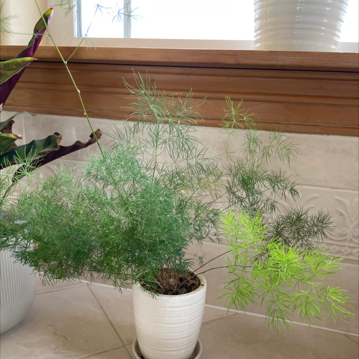 Potted Ming Fern on a tiled surface near a window, with vibrant green foliage.