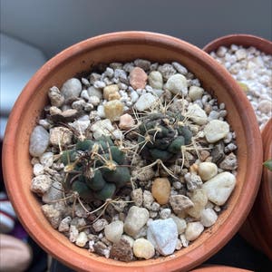 Gymnocalycium pflanzii plant photo by @scurvydog named Your plant on Greg, the plant care app.