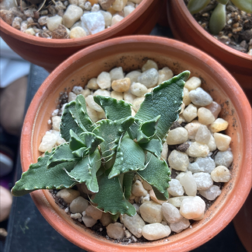 Tiger's Jaw plant photo by @scurvydog named Your plant on Greg, the plant care app.