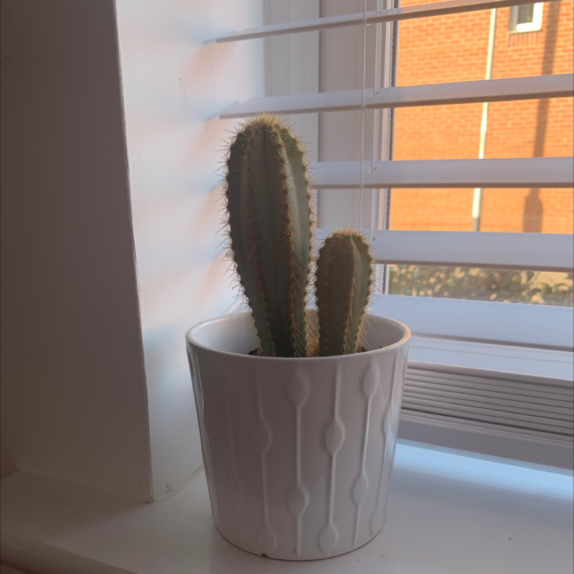 Silver Torch Cactus in a white pot on a windowsill.