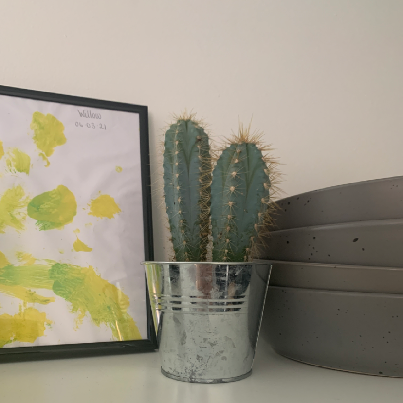 Blue Barrel Cactus in a metal pot, with a framed artwork in the background.