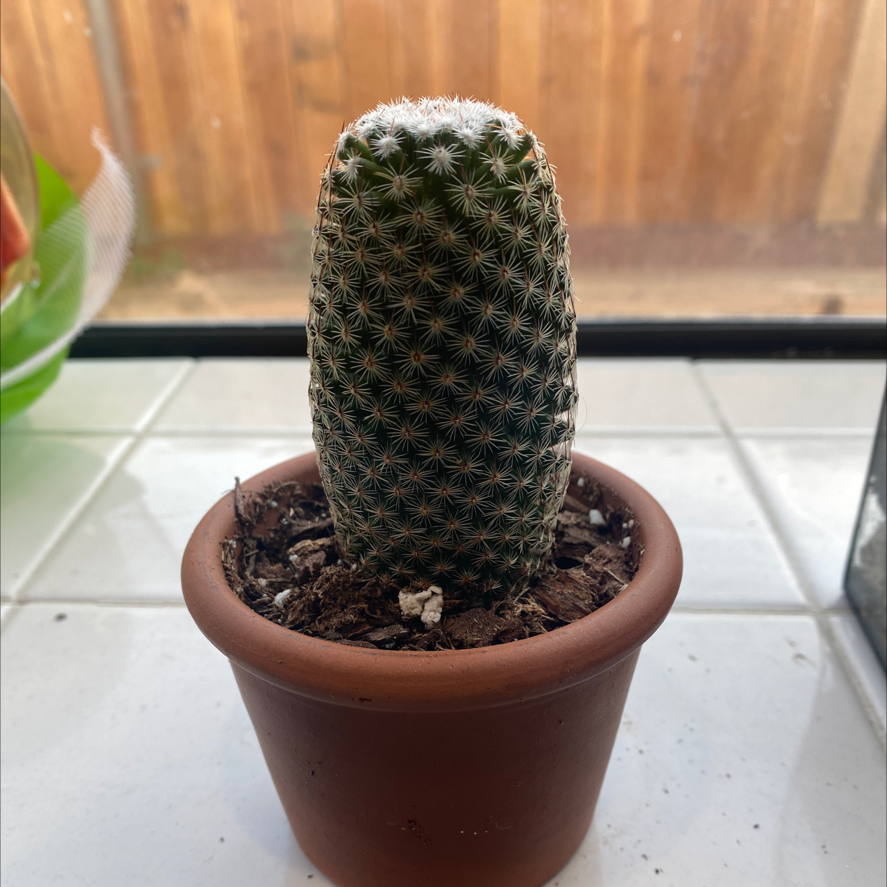 Photo of the plant species Arizona Rainbow Cactus by @adritronn named Jean on Greg, the plant care app